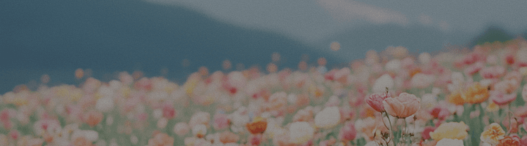 priofile banner